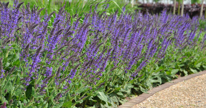 Иссоп лекарственный лечебные свойства противопоказания применение Иссоп лекарственный лечебные свойства противопоказания применение