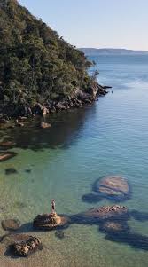 Клитроия тройчатая полезные свойства применение противопоказания Клитроия тройчатая полезные свойства применение противопоказания