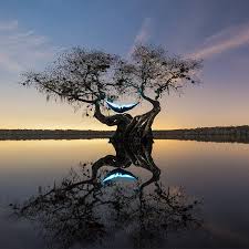 Ладанник растение лечебные свойства и противопоказания Ладанник растение лечебные свойства и противопоказания