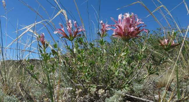 Зайцегуб опьяняющий лечебные свойства применение в народной медицине Зайцегуб опьяняющий лечебные свойства применение в народной медицине