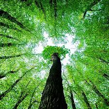 Эфирное масло тимьяна свойства и применение Эфирное масло тимьяна свойства и применение