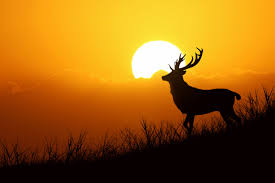 Глицерин, свойства, где применяется, как принимать внутрь Глицерин, свойства, где применяется, как принимать внутрь