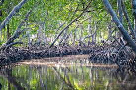 Инжир с молоком от кашля рецепт Инжир с молоком от кашля рецепт