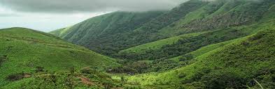 Марьин корень (пион уклоняющийся) лечебные свойства и противопоказания Марьин корень (пион уклоняющийся) лечебные свойства и противопоказания