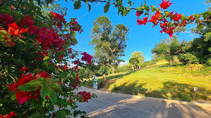 Пчелиный воск — здоровье и долголетие