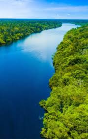 Пихтовое масло лечебные свойства применение и противопоказания — здоровье и долголетие Пихтовое масло лечебные свойства применение и противопоказания — здоровье и долголетие