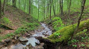 Укроп валериана мед для сосудов — здоровье и долголетие Укроп валериана мед для сосудов — здоровье и долголетие