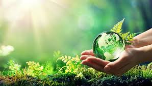 Унаби (китайский финик) целебные свойства и противопоказания Унаби (китайский финик) целебные свойства и противопоказания